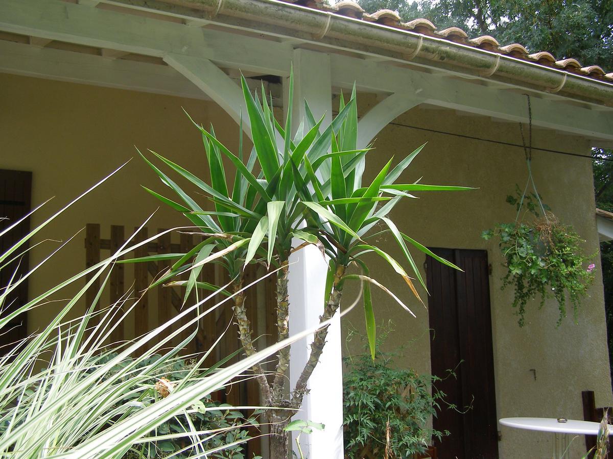Le Bord De L'Eau Bed & Breakfast Sainte-Terre Exterior foto